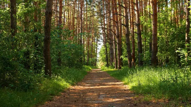 CDA Develops Word’s Largest Urban Miyawaki Forest in Islamabad