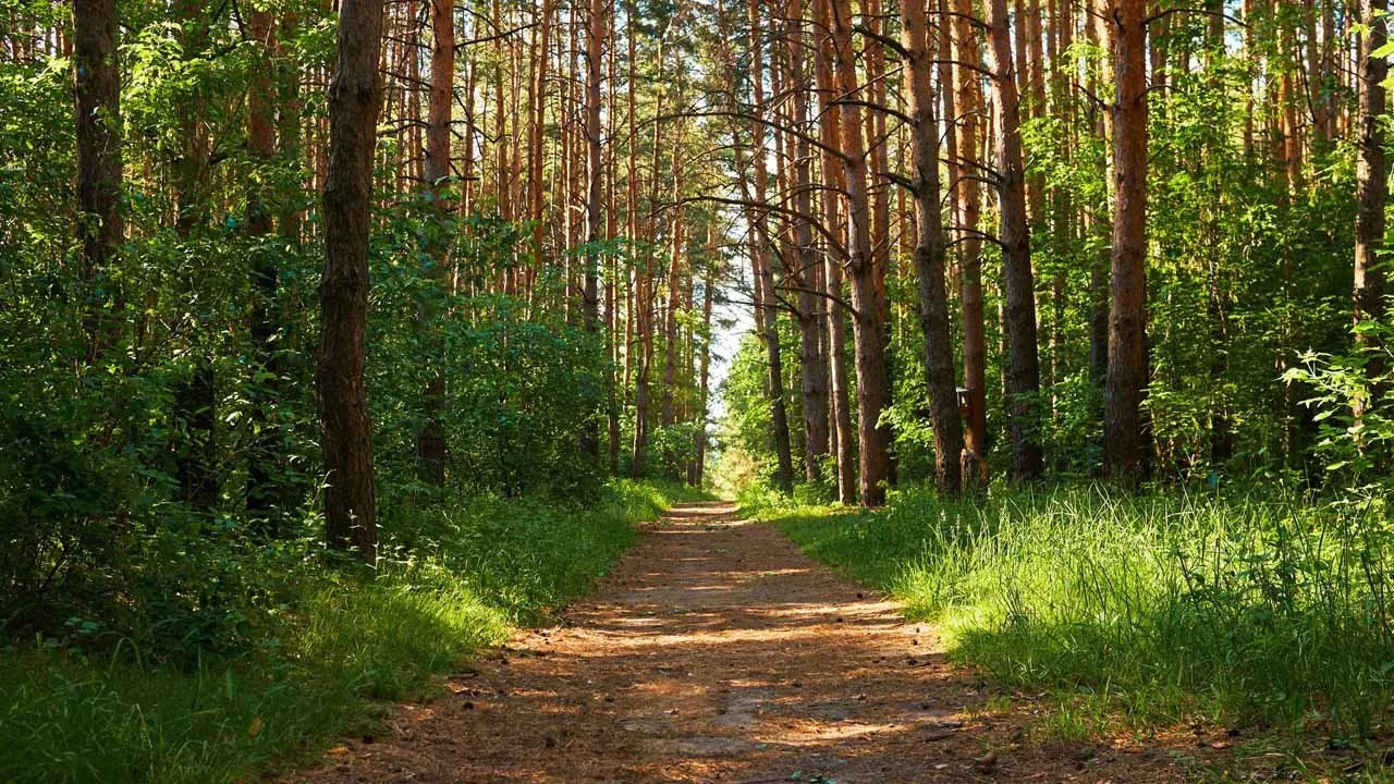 CDA Develops Word’s Largest Urban Miyawaki Forest in Islamabad