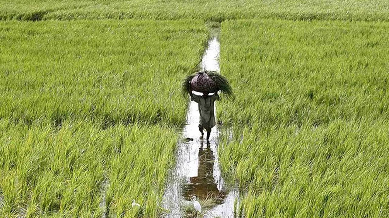 Farmers’ body demands agri-emergency