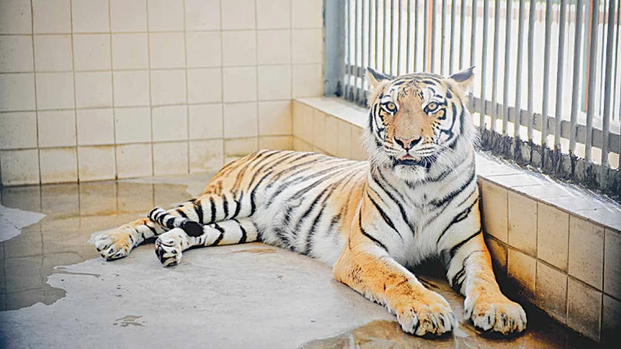Karachi Zoo’s Golden Tabby Tiger dies due to cardiac arrest