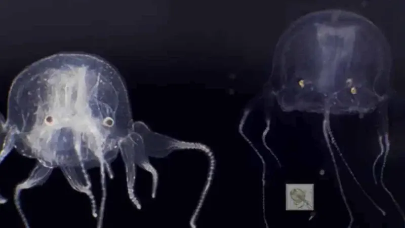 Scientists discover creepy creature with 24 eyes for the first time in Hong Kong pond
