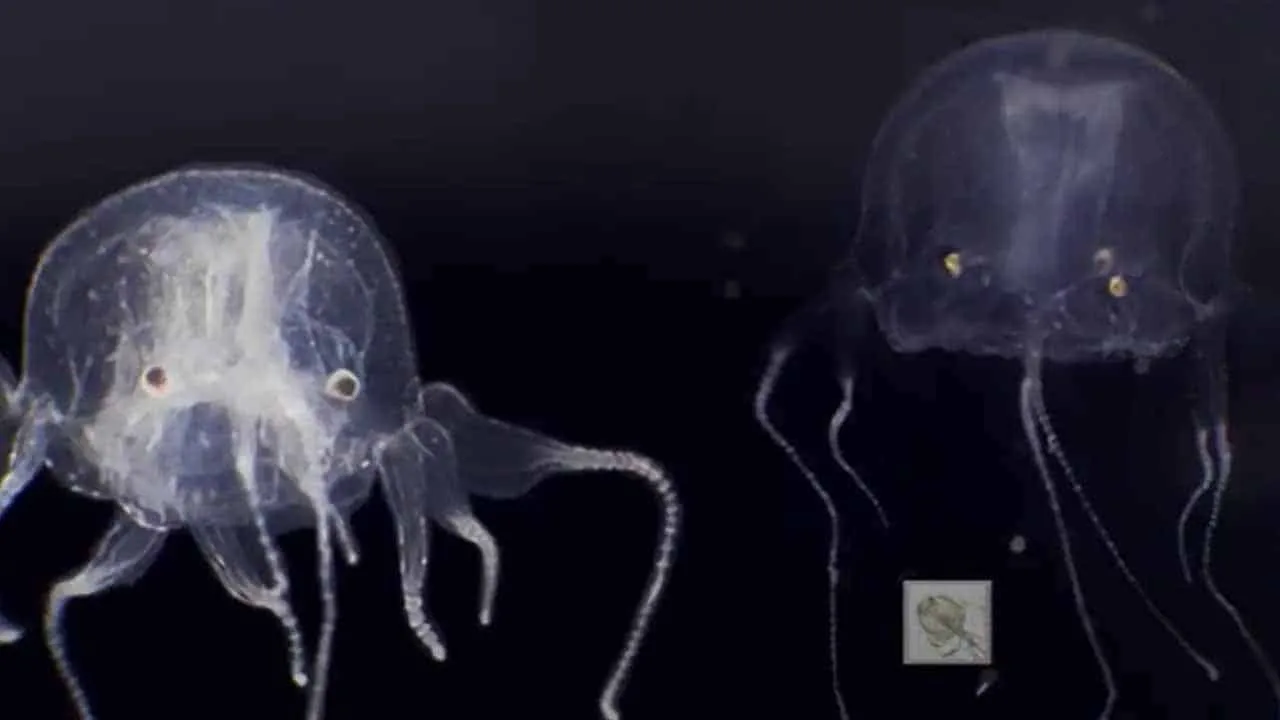 Scientists discover creepy creature with 24 eyes for the first time in Hong Kong pond