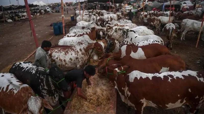 Eidul Adha 2023: Here’s the list of cattle markets to be established in Karachi