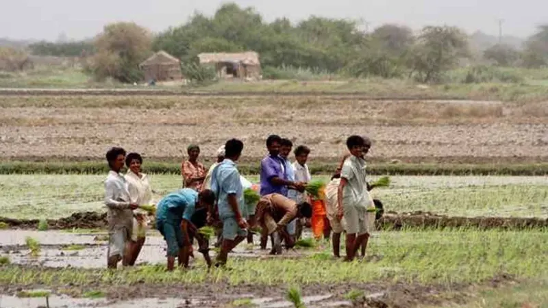 Govt announces subsidies for flood-affected farmers