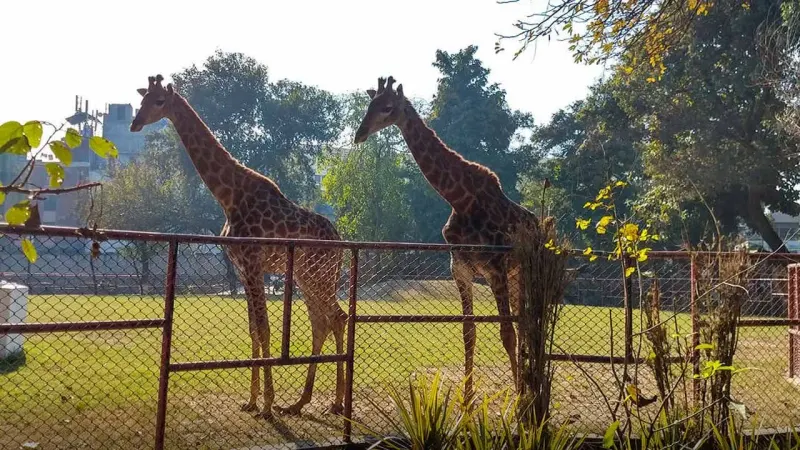 Punjab govt plans world-class zoos in major cities across Pakistan