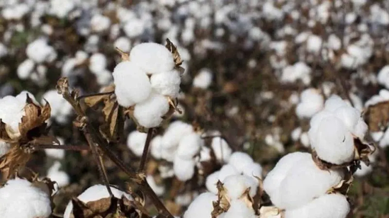 Pakistan's Trading Corporation Enters Cotton Market, Aims to Buy 1 Million Bales