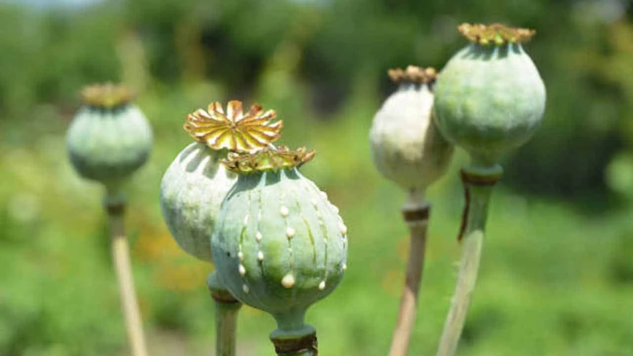 Lahore’s opium plant resumes operations today after over a decade