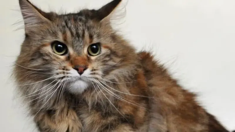 Man Spared Jail in Russia Because He Owns a Cat