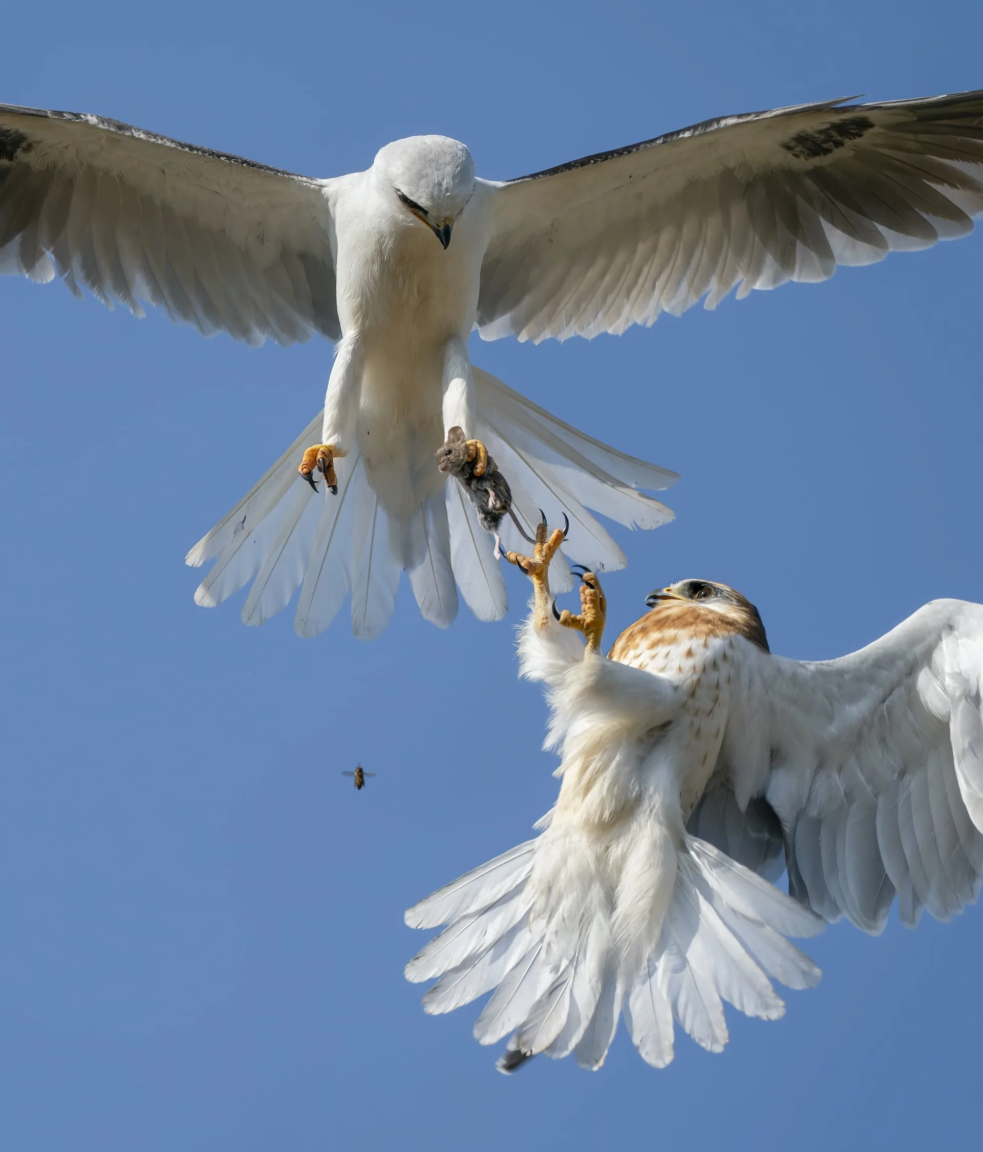 "Up for grabs" by Jack Zhi, U.S. Highly commended, Behaviour: Birds
