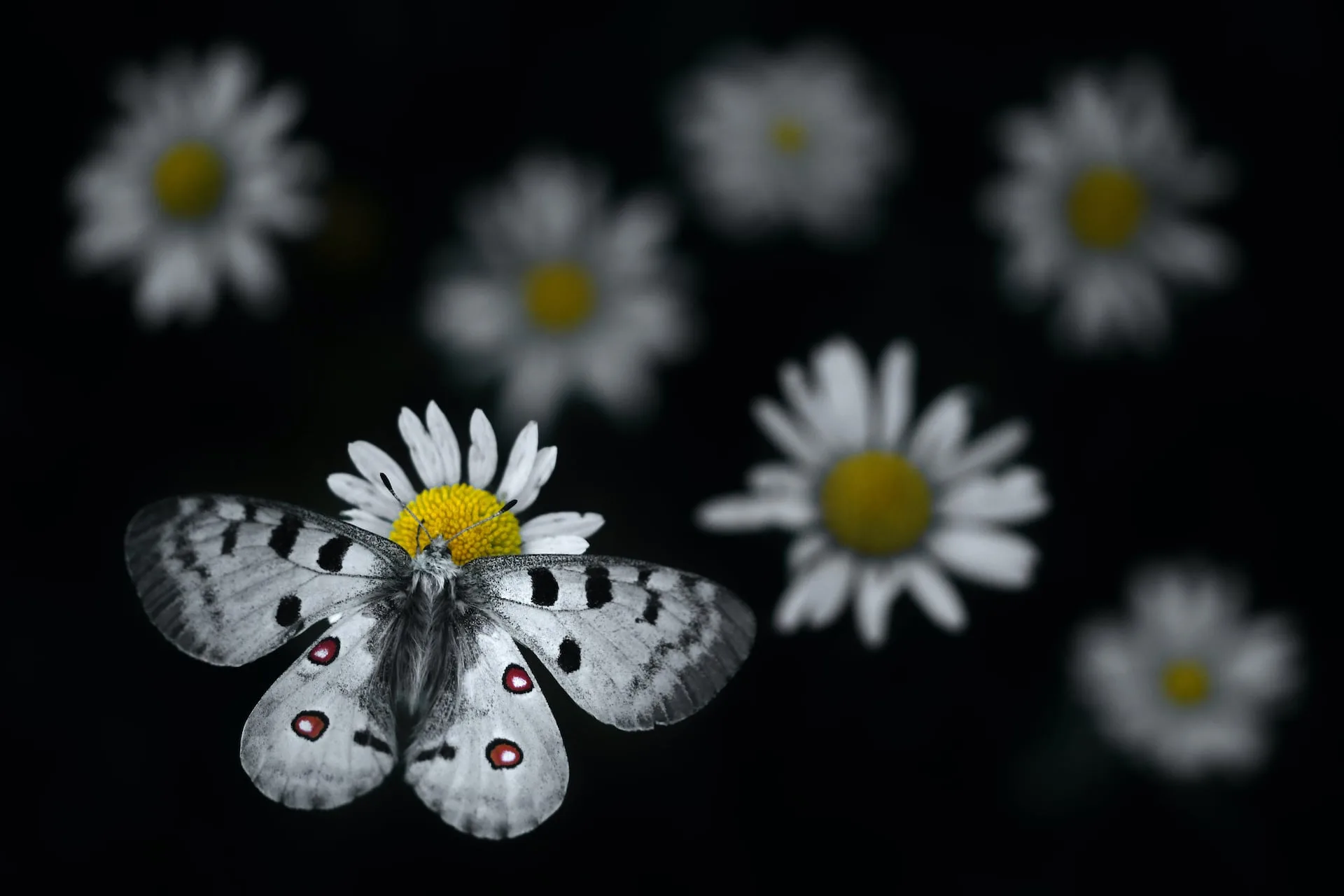"Apollo landing" by Emelin Dupieux, France. Highly commended, 11-14 Years