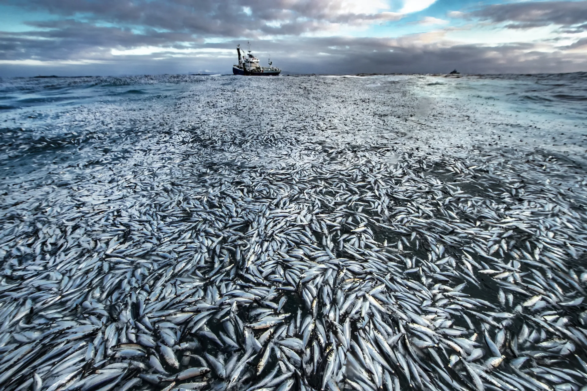 "Net loss" by Audun Rikardsen, Norway. Highly commended, Oceans - The Bigger Picture.