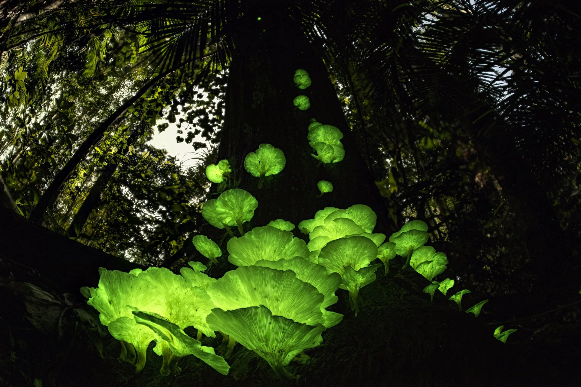 "Mushroom magic" by Juergen Freund, Germany/Australia. Highly commended, Plants and Fungi.