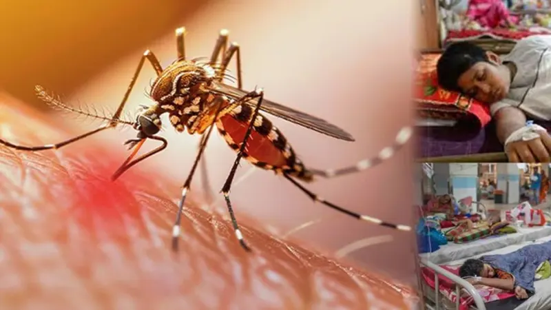 Punjab Reports 57 Dengue Cases in September, Rawalpindi Most Affected