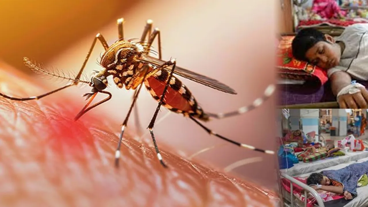Punjab Dengue Cases September 2026: Rawalpindi Leads