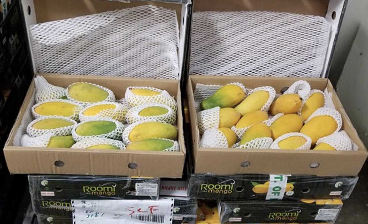 Mango Exports saw a Massive Rise