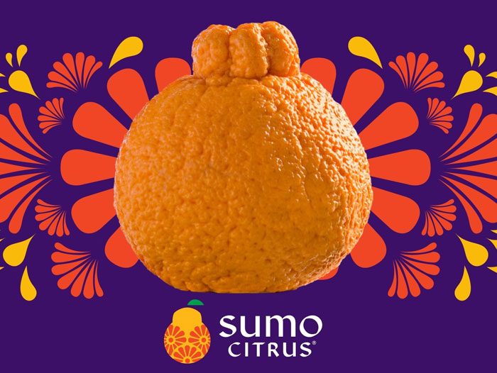 Sumo citrus made a little known Japanese fruit rising star