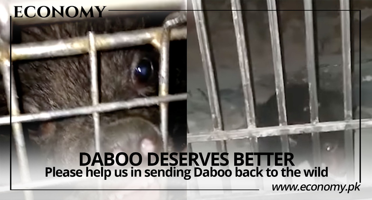 Daboo Deserves Better