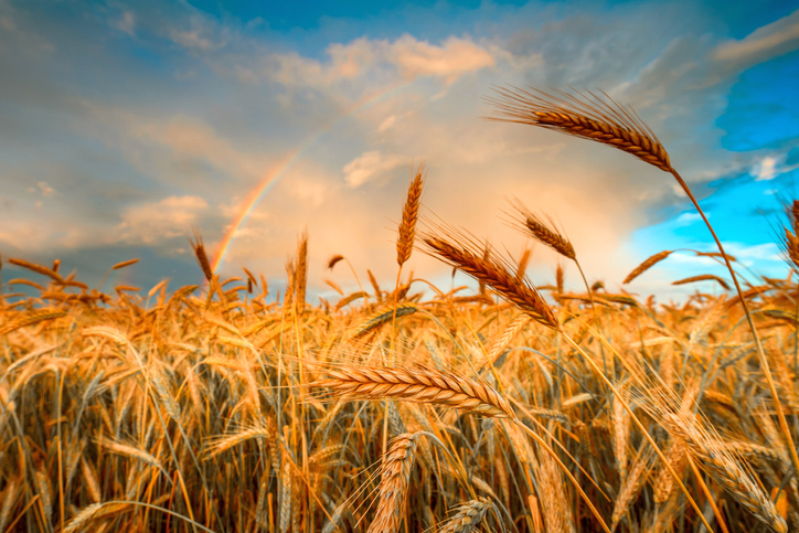 wheat crisis