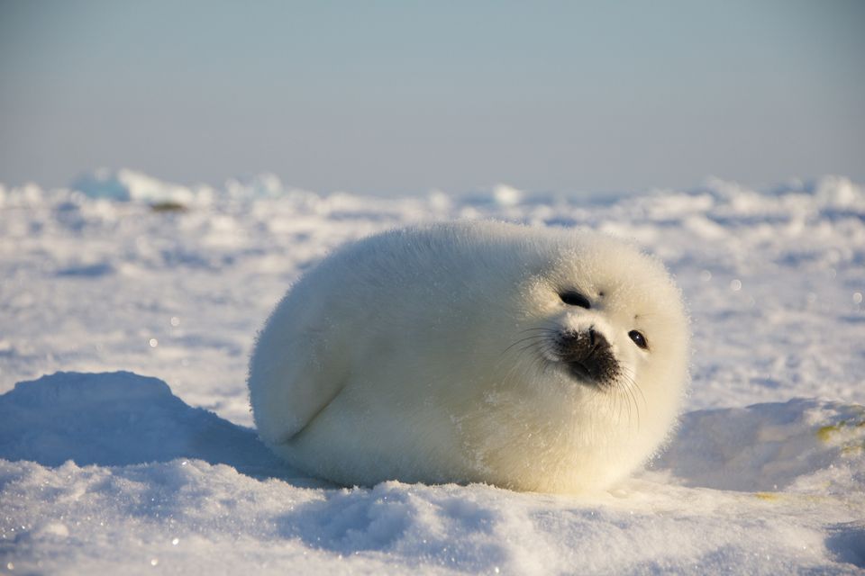 Baby Seal