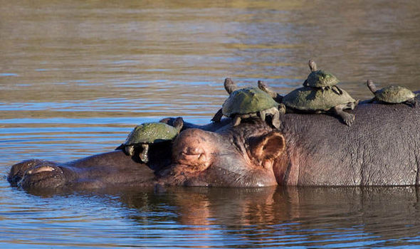 Turtles Hippopotamus