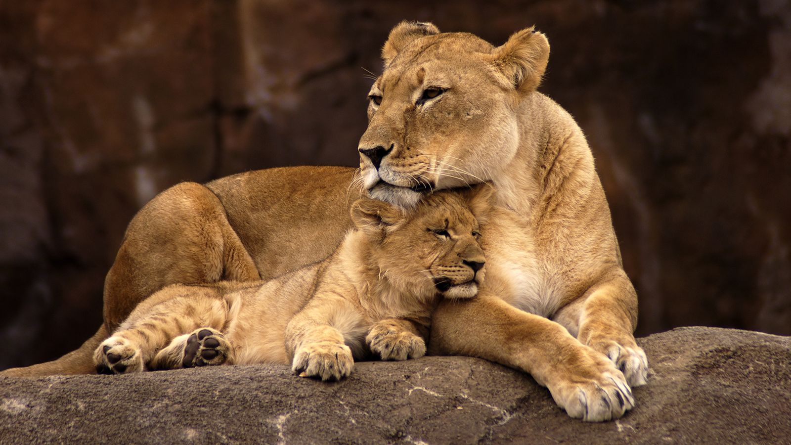 Mother lion baby cub