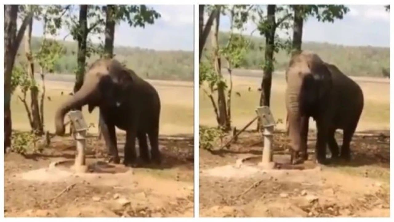 Elephant draw water from a tubewell