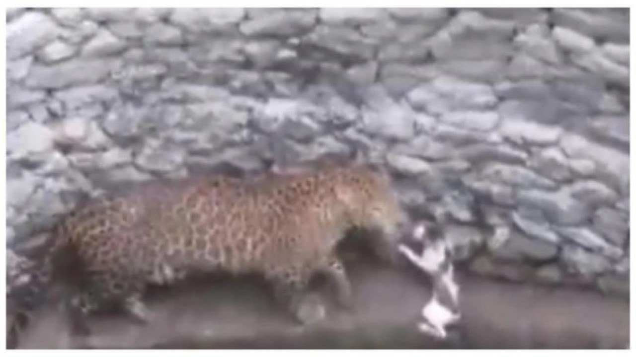 Faceoff between a leopard and a cat