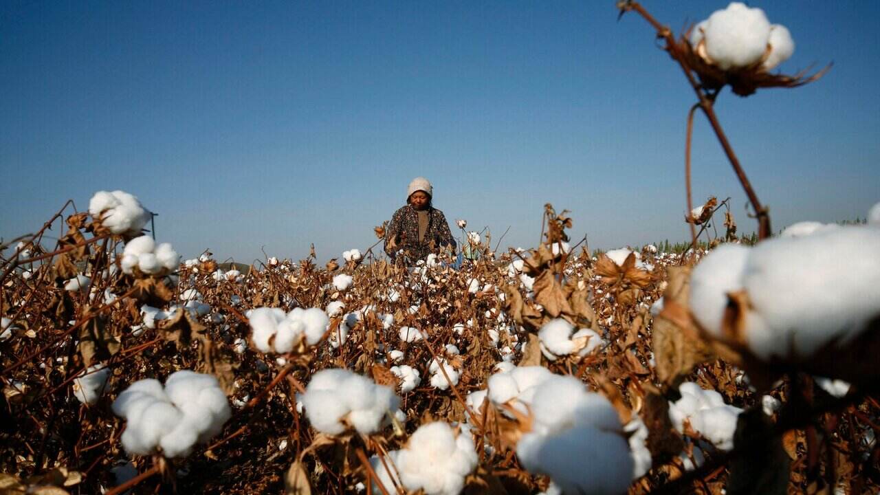 Pakistan Cotton Production Grew 81% to 6.2m in Jun-Oct