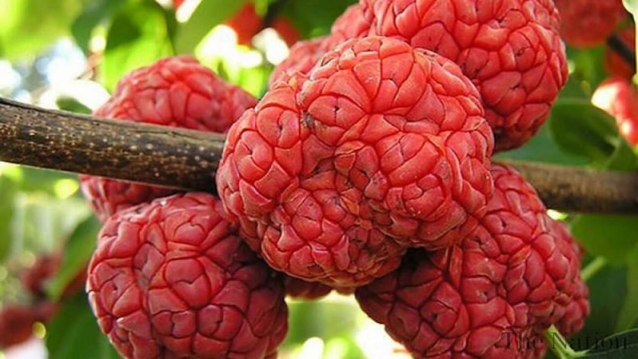 Hybrid mulberry