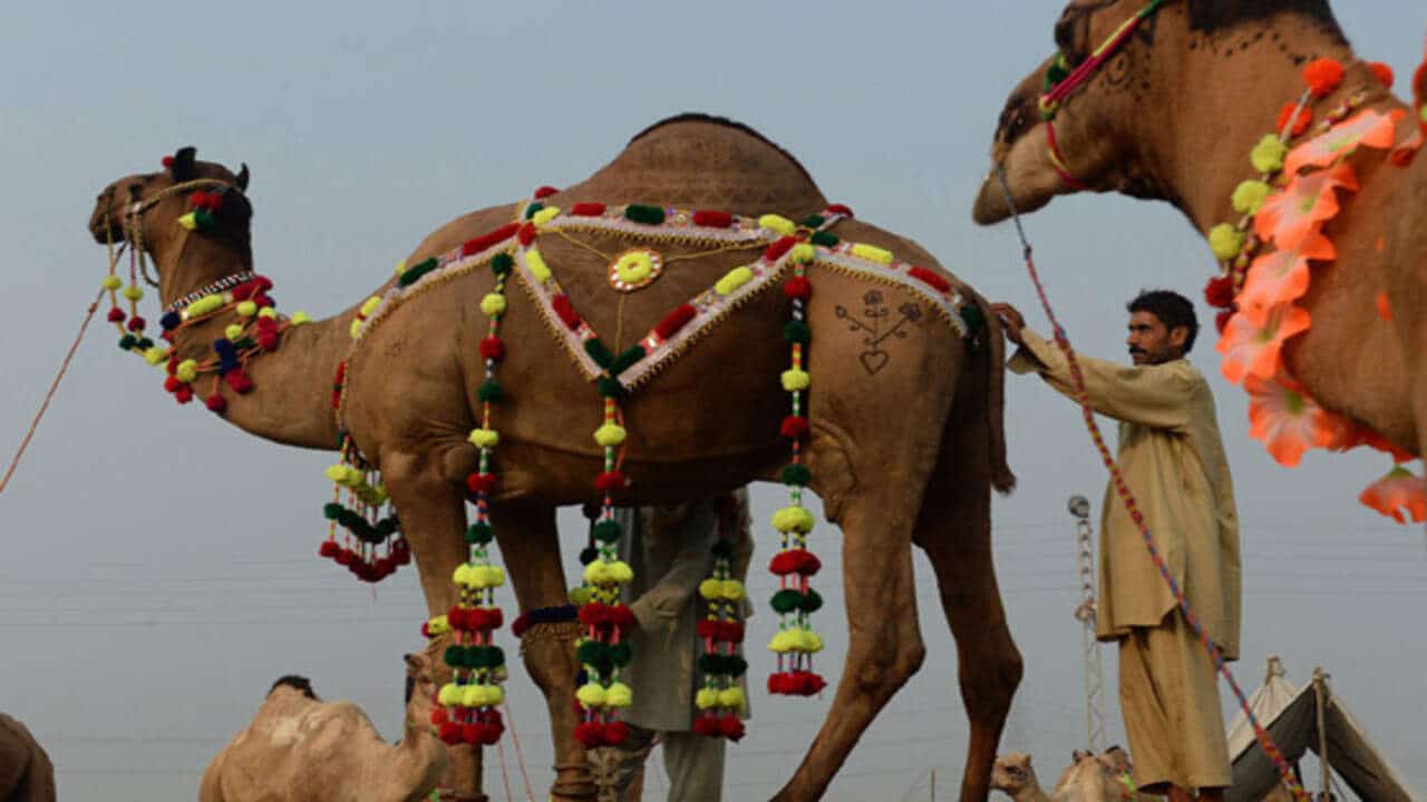 Pakistani camels