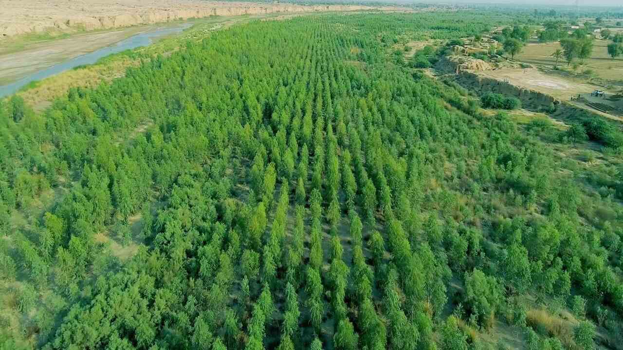Billion tree project