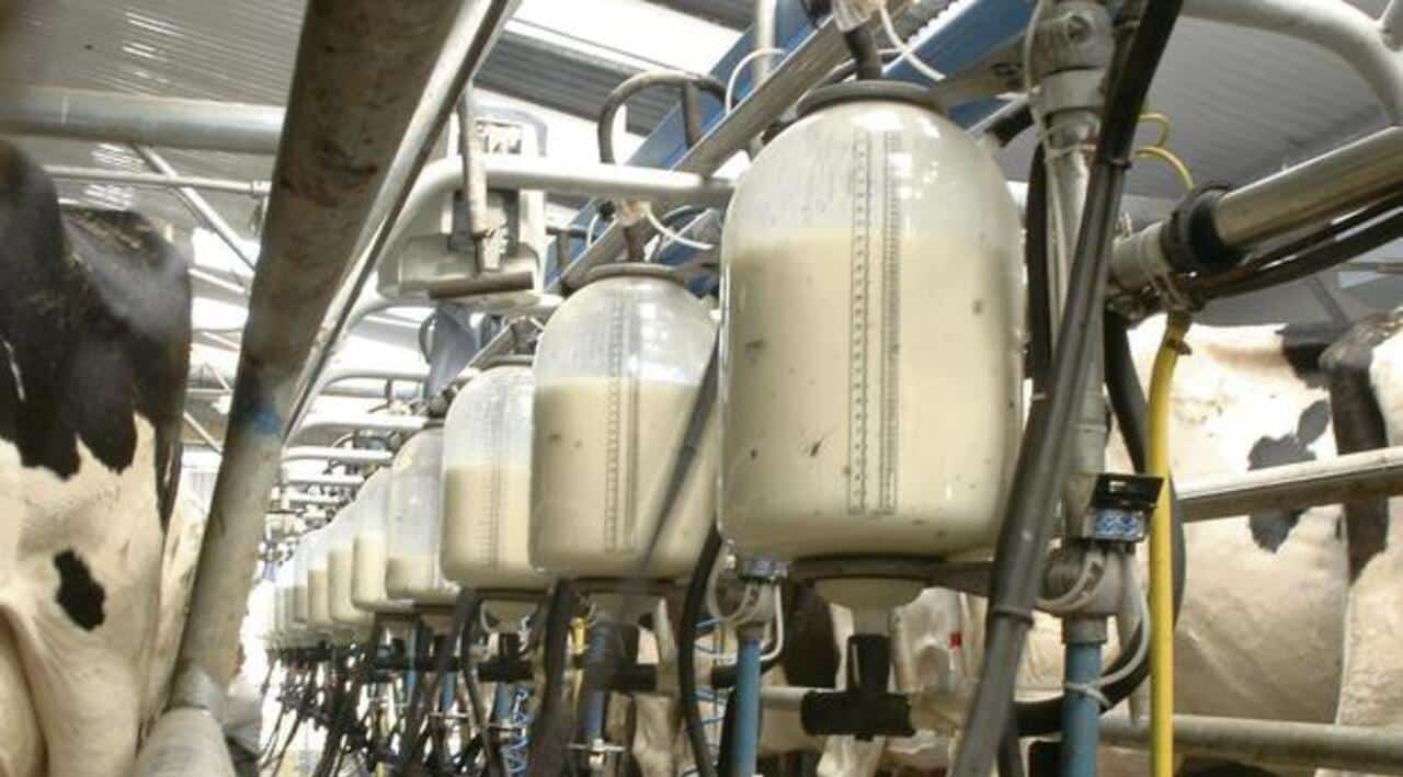 Netherlands established dairy excellence center in Lahore