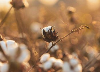 At present, 50% of Pakistan’s cotton is imported, even though we have the capacity to produce more than we need and under normal circumstances, should be exporting it.