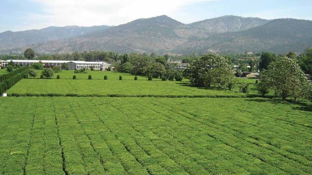 Pakistan to Boost Tea Plantation Under CPEC