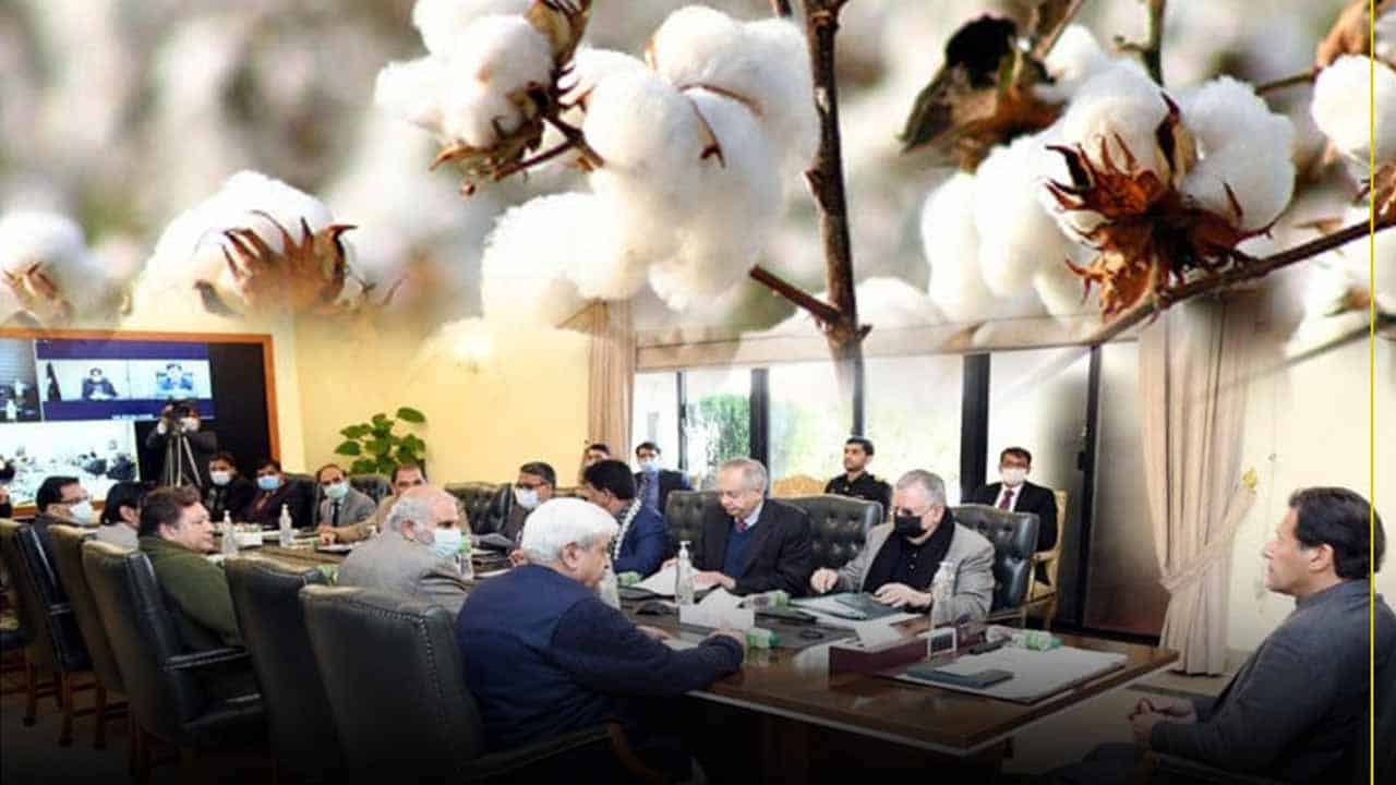 Pakistan Govt Approves Formation of Cotton Authority to Enhance Yield