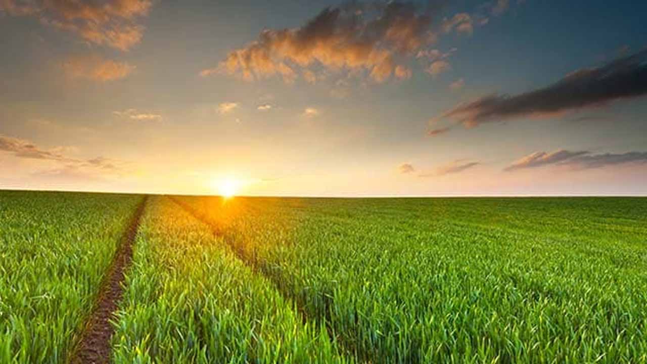 Punjab to Launch $402 Million Agriculture Transformation Project