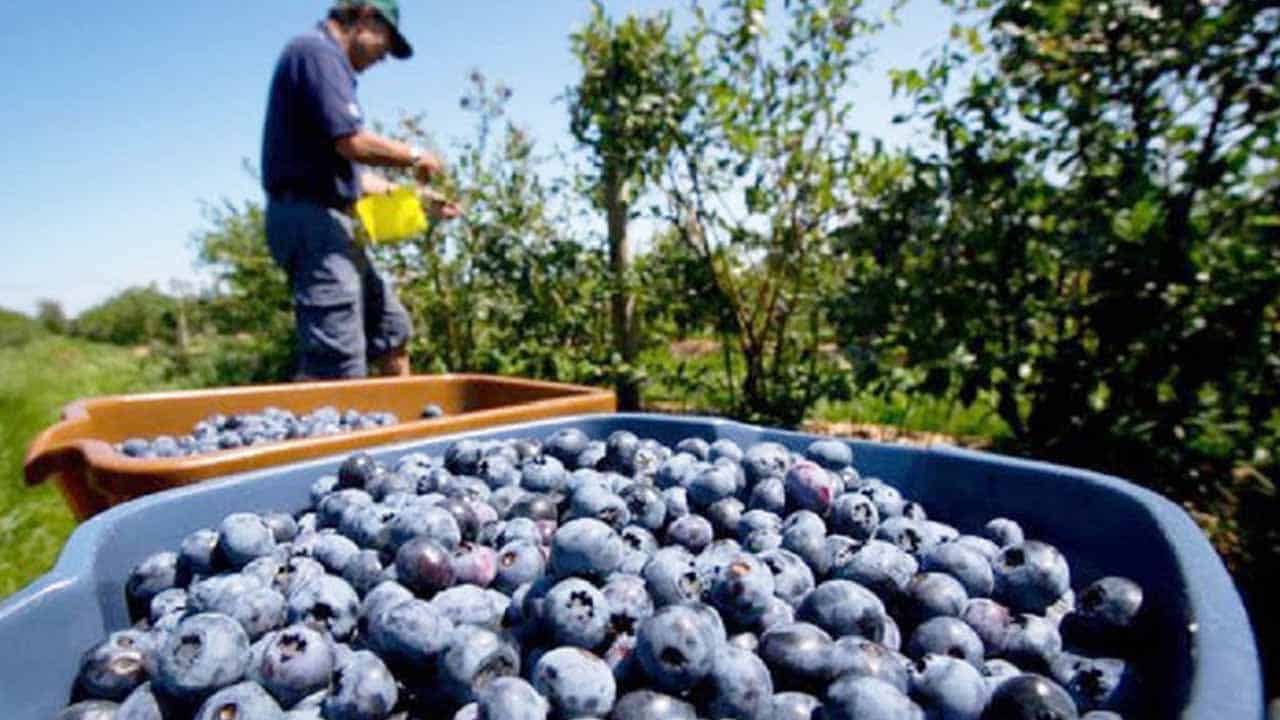 Pakistan plans to sweeten Middle East exports with blue and blackberry cultivation projects