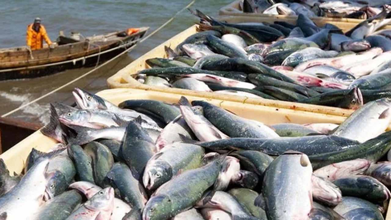Fish meal export to China tops 13,866 tons