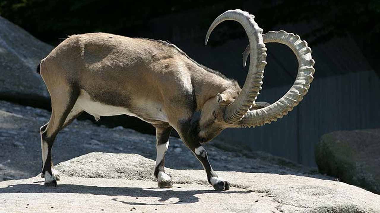 Sindh Ibex population on the rise