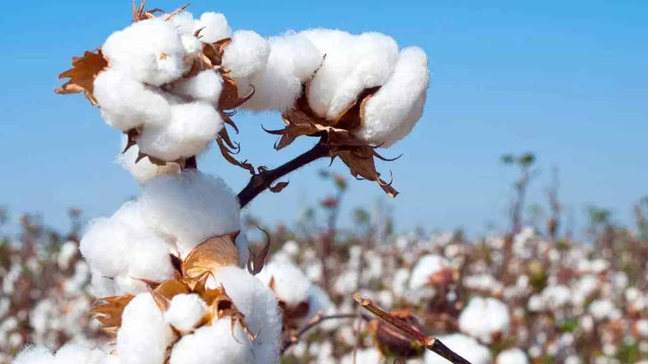 Pakistan’s Cotton Yarn Exports to China Reach $168 Million