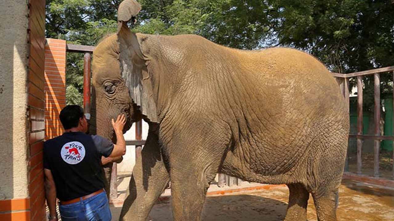 SHC directs NGO to provide treatment to four elephants at Karachi Zoo, Safari Park
