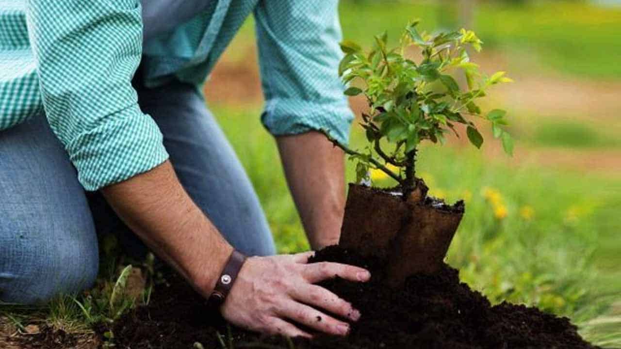 Govt decides to audit ‘Ten Billion Tree Tsunami’ project
