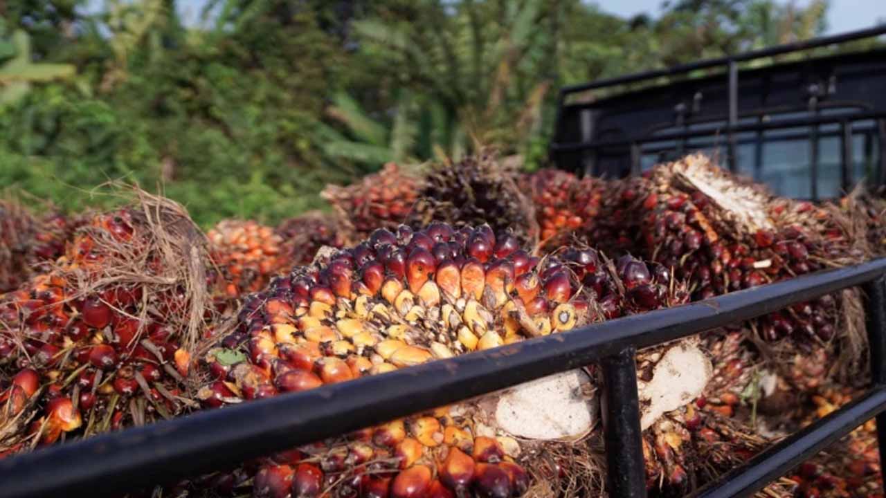 5 more palm oil carrying ships to arrive by July 10