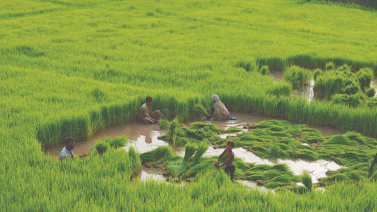 Major Crops in Pakistan
