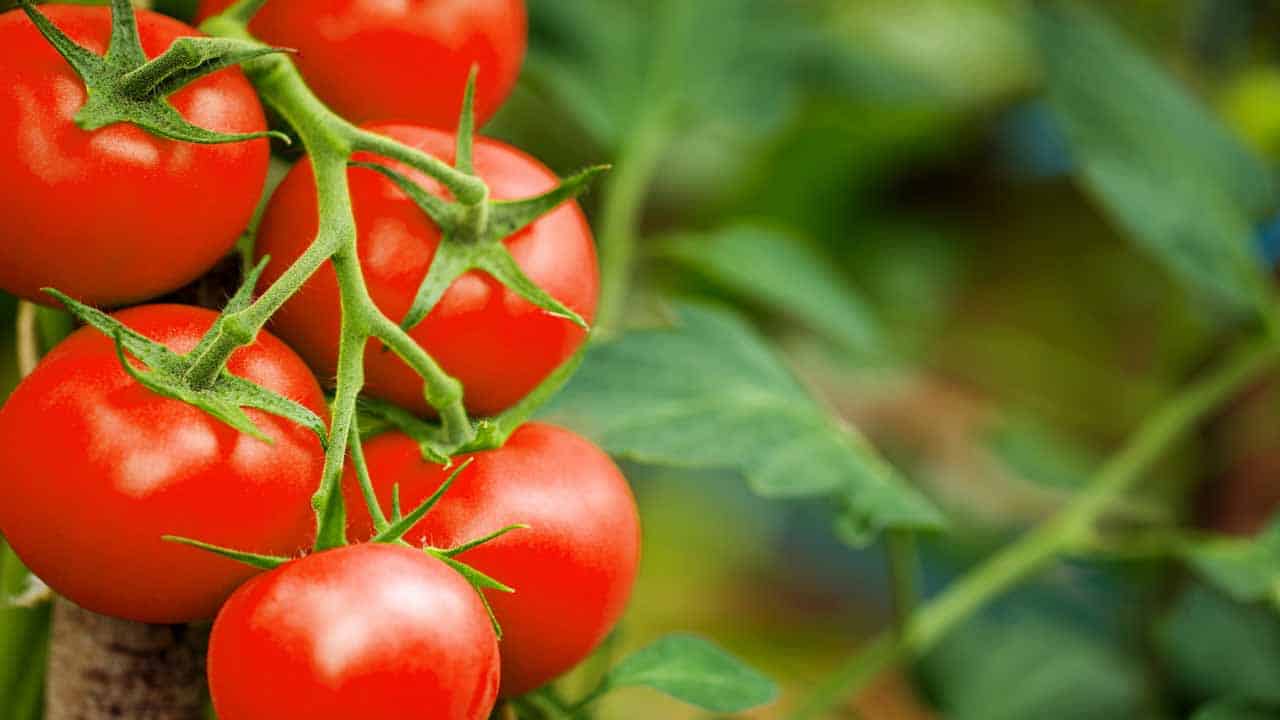 Sino Techs Expected To Raise Pakistan Tomato Production