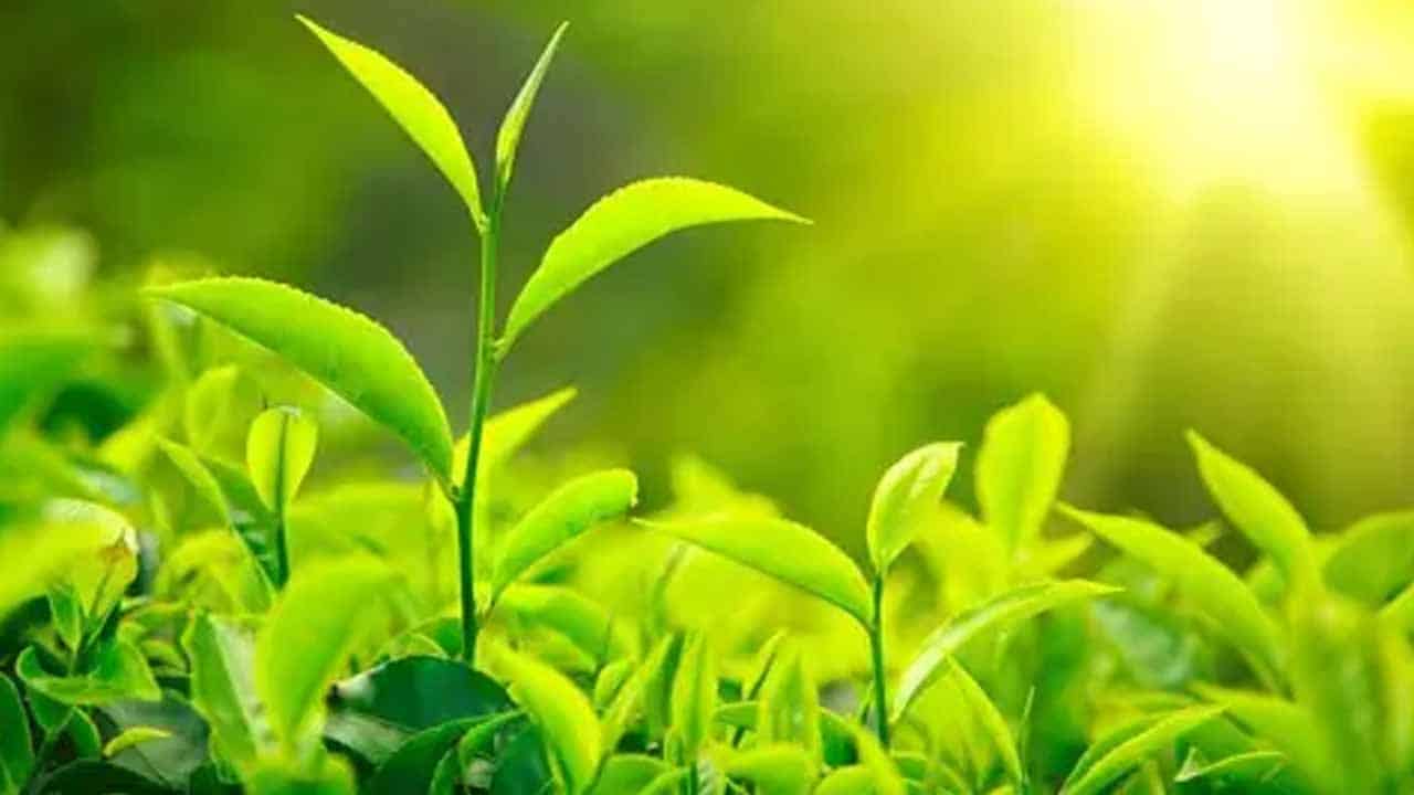 Tea cultivation needs govt attention to save foreign exchange