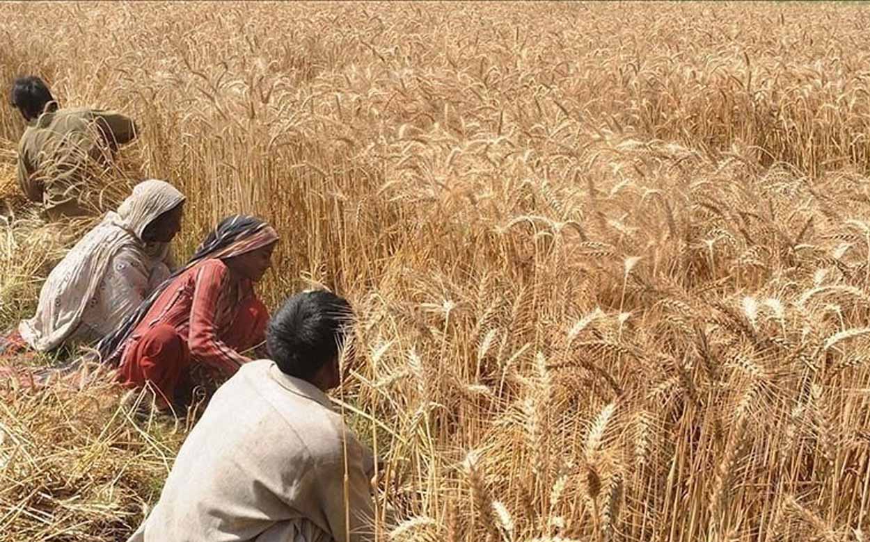 Declining Wheat crops to put food security in danger