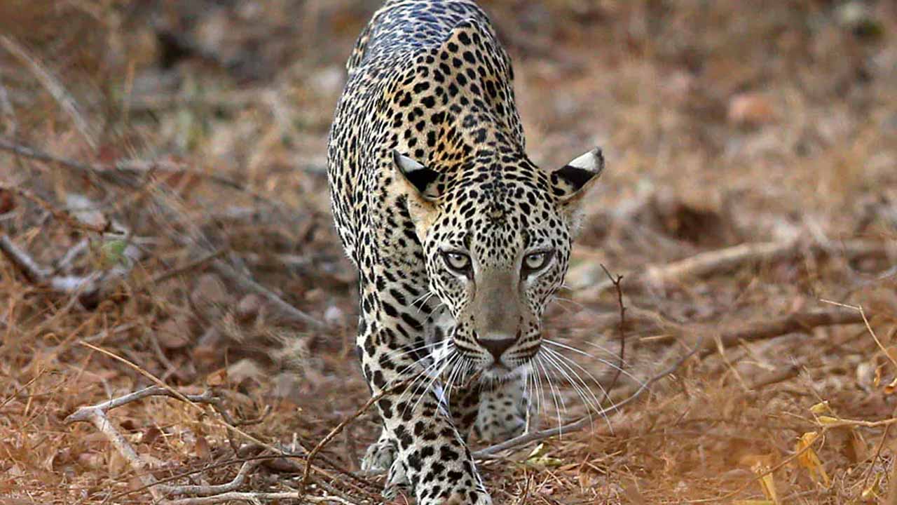 Saidpur is on high alert after three leopards enter a village