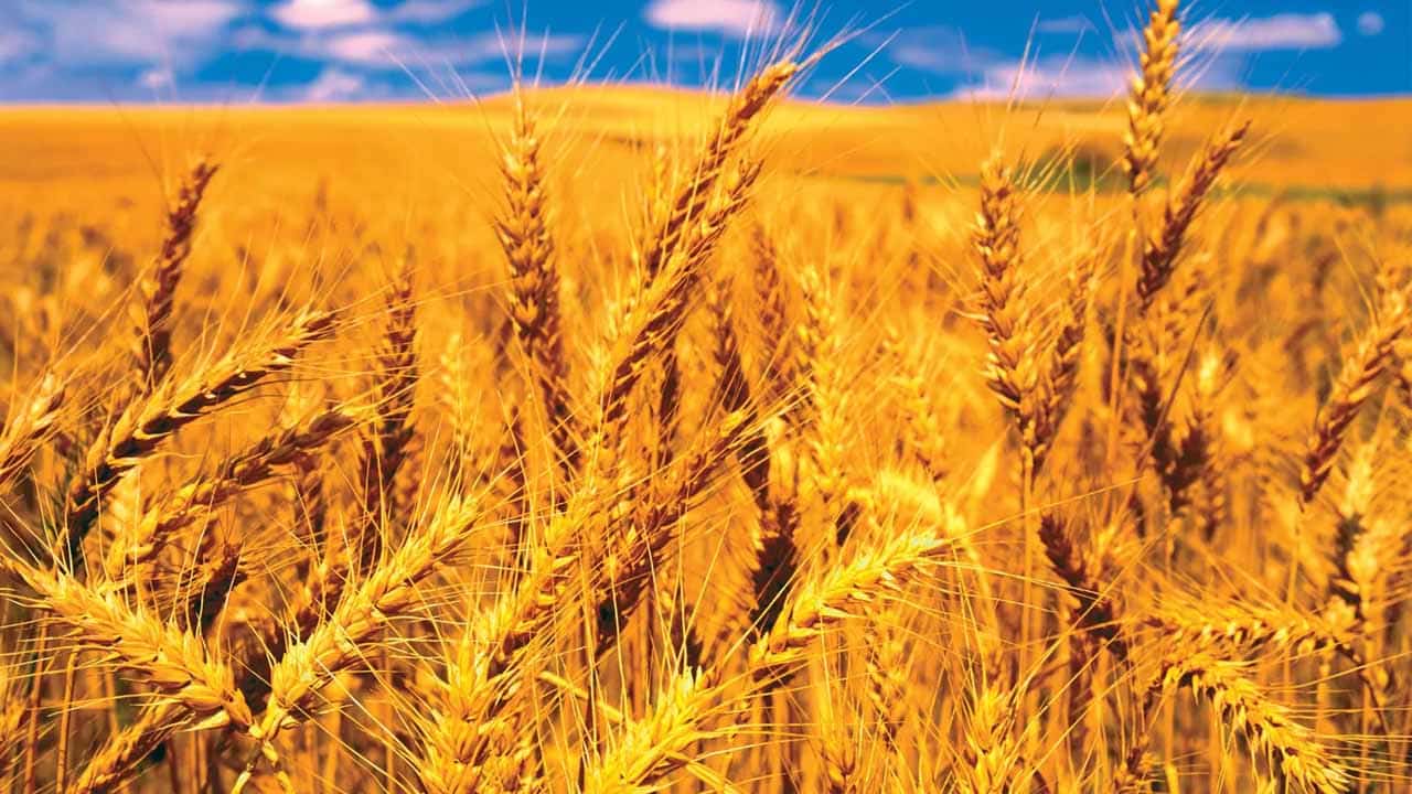 Pakistan approves plan to import 300,000-tonne wheat from Russia