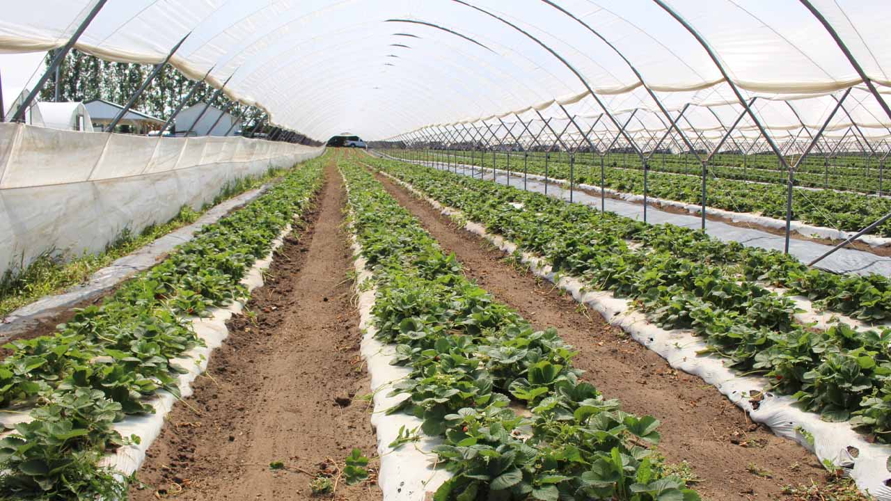AJK Govt plans to focus on fruit, flower plantation